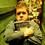 Patton Oswalt, Wasteland